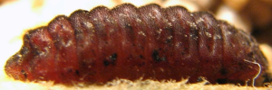 Theclinesthes onycha capricornia - Final Larvae